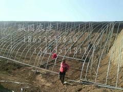 【土建溫室大棚建設(shè)_土建溫室大棚設(shè)計_土建溫室大棚承建】土建溫室大棚建設(shè)_土建溫室大棚設(shè)計_土建溫室大棚承建批發(fā)價格,廠家,圖片,淄博聯(lián)國農(nóng)業(yè)發(fā)展 -